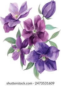 Ramo de flores moradas sobre un fondo blanco. Acuarela de Clematis, ilustración botánica