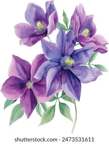 Bouquet of purple flowers on a white background. Clematis watercolor, botanical illustration