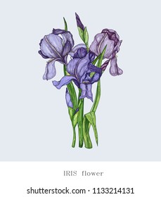 Bouquet of purple irises. Vector hand drawn illustration.