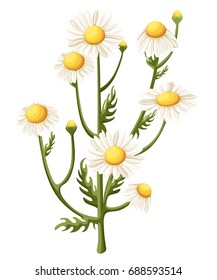 Bouquet realistic daisy, camomile flowers on white background. Vector illustration card camomile tea medical Web site page and mobile app design vector illustration.