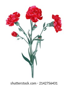 Bouquet of red carnations. Scarlet flowers, green leaves, buds on white background. Digital realistic illustration for Mother's Day, Victory Day. Vintage vector in watercolor style
