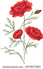 Bouquet of red poppies flowers. vector illustration