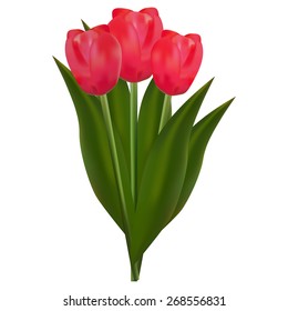Bouquet of red tulips, vector illustration