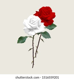 Bouquet of red and white roses Isolated on a white background. Photorealistic vector illustration.