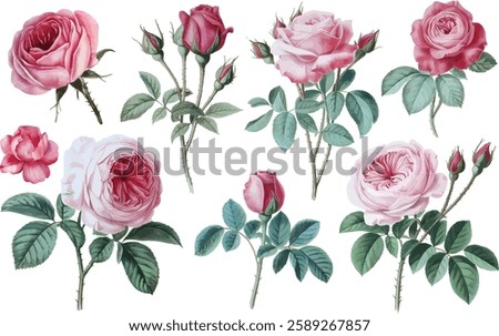 Bouquet of rose flowers watercolor. Roses on a branch hand-drawn watercolor botanical illustration.