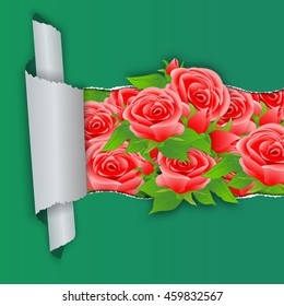 Bouquet of roses background with ripped paper. Vector illustration