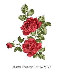 Ramo de rosas, brotes y hojas sobre fondo blanco, ilustración de acuarela, pintura botánica floral. Flores rojas
