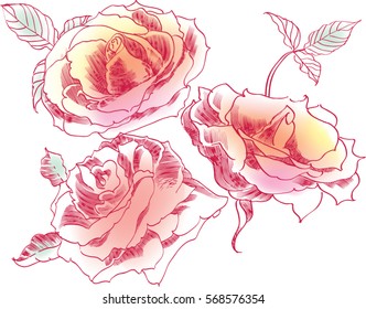 Bouquet of roses. Hand drawn.