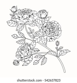 Bouquet set of rose flower by hand drawing on white backgrounds. Vector illustration