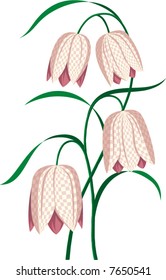 Bouquet of Snakeshead Fritillary - Fritillaria meleagris#1