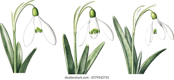 Bouquet with snowdrop, spring flower in bloom (Galanthus). Watercolor hand drawn painting vector illustrations isolated on white background.
