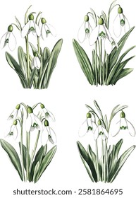 Bouquet with snowdrop, spring flower in bloom (Galanthus). Watercolor hand drawn painting vector illustrations isolated on white background.