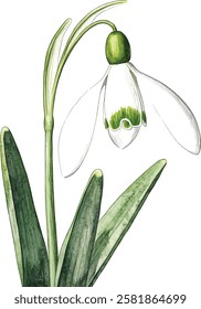 Bouquet with snowdrop, spring flower in bloom (Galanthus). Watercolor hand drawn painting vector illustrations isolated on white background.