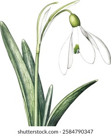 Bouquet with snowdrop, spring flower in bloom (Galanthus). Watercolor hand drawn painting vector illustrations isolated on white background.
