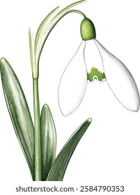 Bouquet with snowdrop, spring flower in bloom (Galanthus). Watercolor hand drawn painting vector illustrations isolated on white background.
