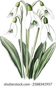 Bouquet with snowdrop, spring flower in bloom (Galanthus). Watercolor hand drawn painting vector illustrations isolated on white background.
