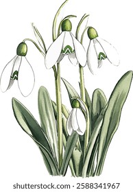 Bouquet with snowdrop, spring flower in bloom (Galanthus). Watercolor hand drawn painting vector illustrations isolated on white background.
