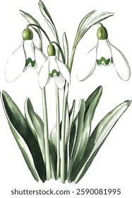 Bouquet with snowdrop, spring flower in bloom (Galanthus). Watercolor hand drawn painting vector illustrations isolated on white background.
