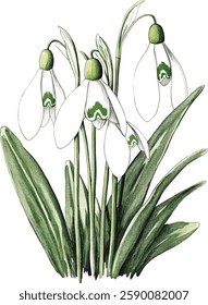 Bouquet with snowdrop, spring flower in bloom (Galanthus). Watercolor hand drawn painting vector illustrations isolated on white background.
