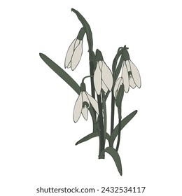 Bouquet of snowdrops. Set. Vintage flowers in engraving style. Simple colored flowers.