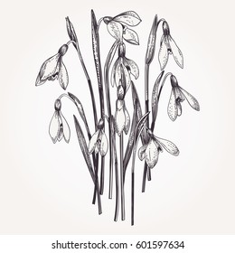 Bouquet of snowdrops. Set. Vintage flowers in engraving style. Vector illustration.  Black and white.