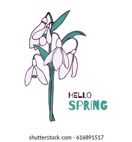Bouquet of snowdrops. Vector illustration.