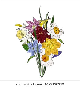 bouquet of spring clematis and daffodils. Bright multi-colored flowers. isolated. Hand drawing, botanical vector illustration.