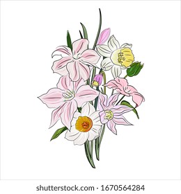 A bouquet of spring clematis and daffodils. Delicate pink flowers.  Hand drawing, botanical vector illustration.