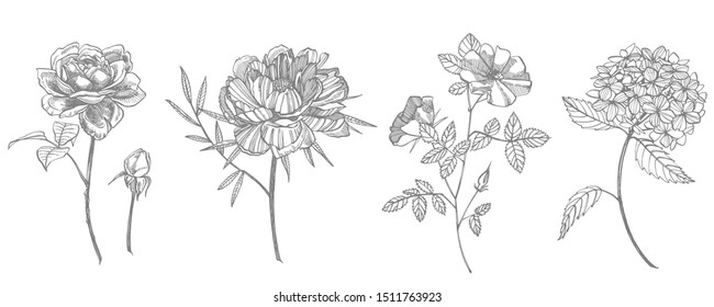 Bouquet. Spring Flowers and twigs. Peonies, Hydrangea, Rose. Vintage botanical illustration. Black and white set of drawing cornflowers, floral elements, hand drawn botanical illustration