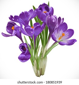 Bouquet of spring purple crocuses on the vine isolated on white background