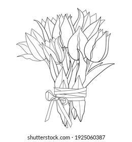 A bouquet of spring tulips with a ribbon on a white background. Coloring book for children and adults