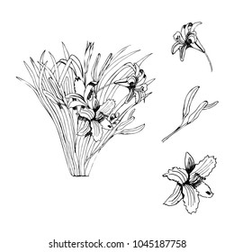 Bouquet with summer flowers and leaves. Hand drawn graphic sketch.Vector illustration.