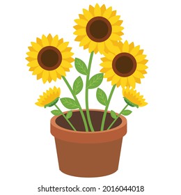 The bouquet of sunflowers in the plant pot. Illustration about flower  for graphic, content, banner, sticker label and greeting card