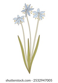 Bouquet of three blue snowdrop flowers with leaves. Bunch of blooming spring wild plants. Botanical hand-drawn elements for design projects. Vector illustration