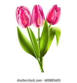 Bouquet of three bright pink tulips. Vector illustration. Spring mood. Postcards for mother's day. Isolated on white background with clipping path. Top view.