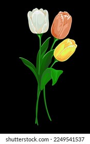 bouquet of three colorful tulips