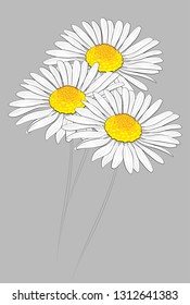 Bouquet of three daisies. Vector illustration