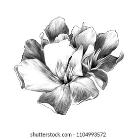 a bouquet of three flower buds called oleander, sketch vector graphics monochrome illustration