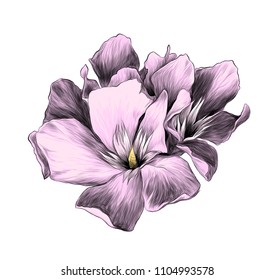 a bouquet of three flower buds called oleander, sketch vector graphics color illustration