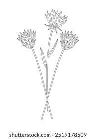 Bouquet of three flowers with leaves. Bunch of blooming perennial wild plants, wildflowers. Line art, minimal style, contour. Botanical hand-drawn elements for design projects. Vector illustration