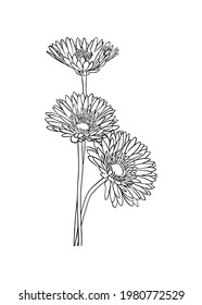 A bouquet of three gerbera flowers. Doodle style.