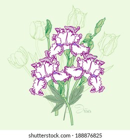 Bouquet  with three irises. Vector illustration