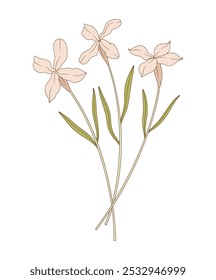 Bouquet of three matthiola flowers. Bunch of blooming perennial wild plants. Botanical hand-drawn elements for design projects. Vector illustration