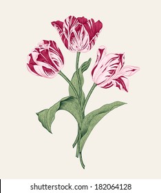 Bouquet of three pink tulips on gray background. Vector vintage element for design in the style of European botanical illustrations of the 19th century.