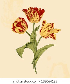 Bouquet of three red and yellow tulips on beige background. Vector vintage element for design in the style of European botanical illustrations of the 19th century.