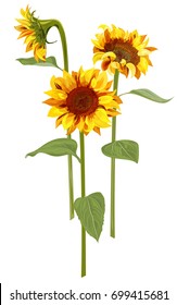 Bouquet of three Sunflower: yellow, orange flowers, bud, green leaves on white background, floral elements for design. Digital draw, vector illustration in watercolor style