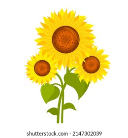 A bouquet of three sunflowers. Vector isolated on a white background.