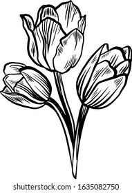 Bouquet of three tulips of scratch style. Sketch engraving vector illustration. Scratch board style imitation. Black and white hand drawn image.