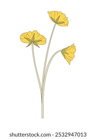 Bouquet of three yellow flowers. Bunch of blooming perennial wild plants. Botanical hand-drawn elements for design projects. Vector illustration