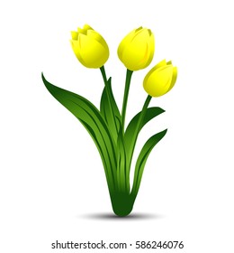 Bouquet of three yellow tulips with green leaves. Vector illustration